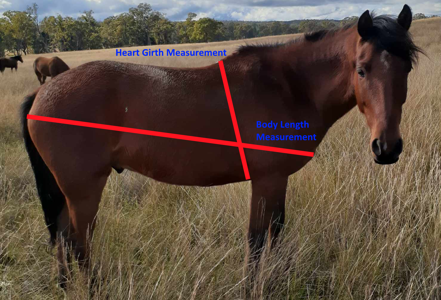 How to weigh your Horse Horse Nutrition