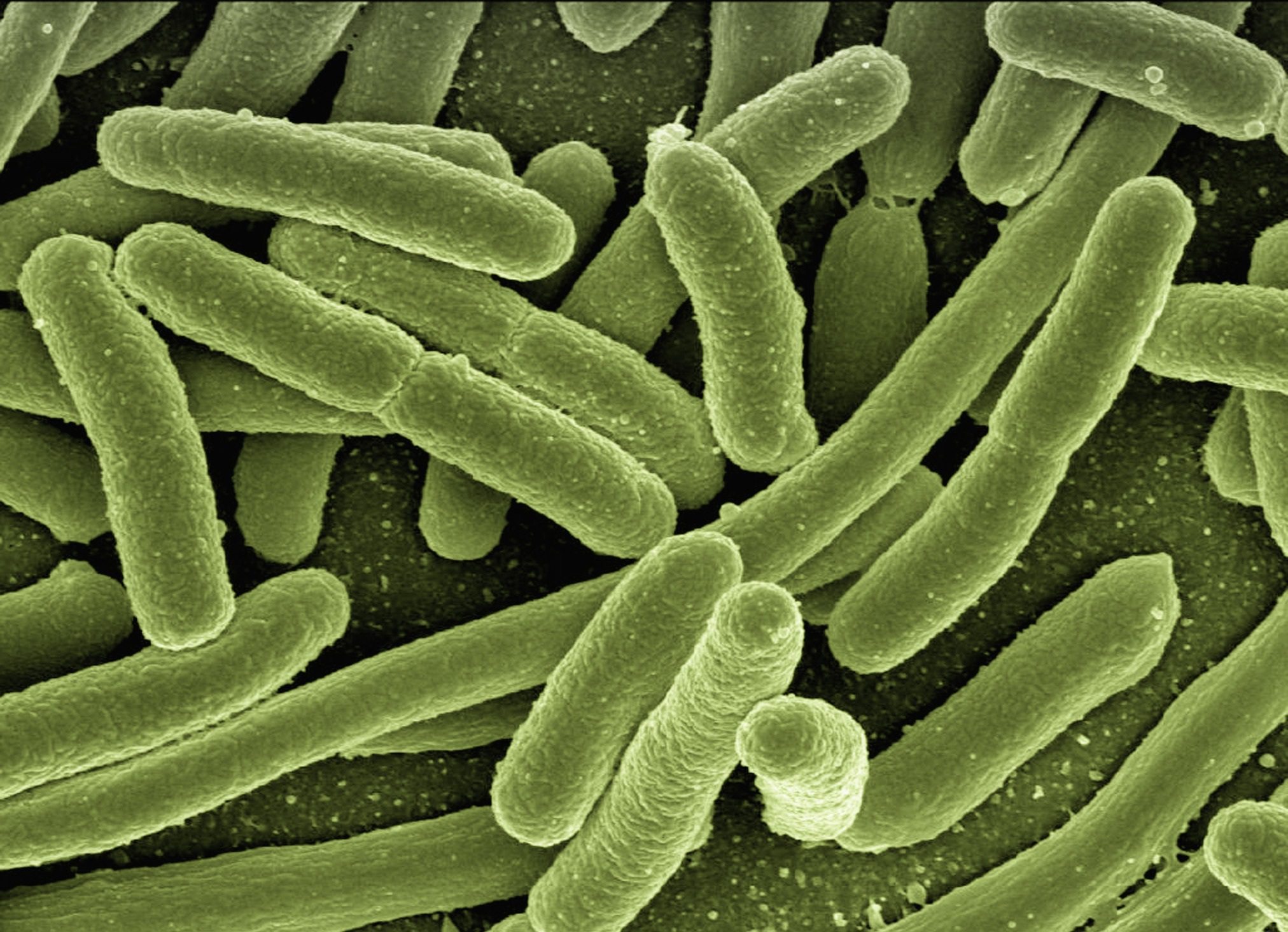horse gut-biome