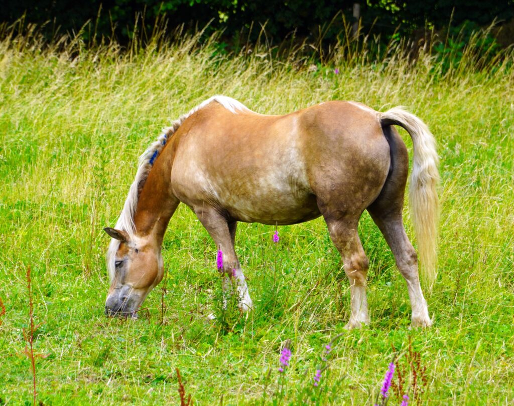 horses in regenerative agriculture