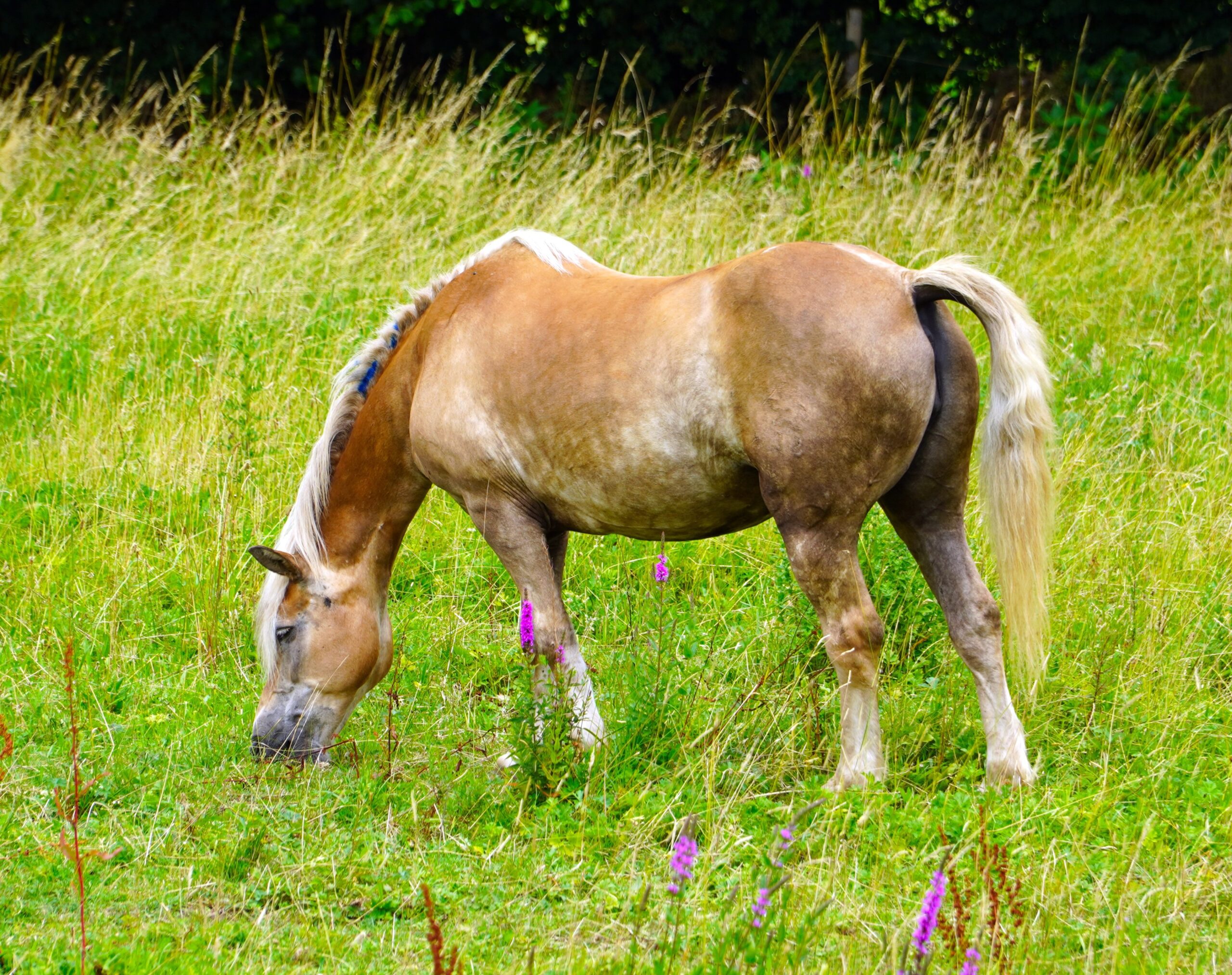horses in regenerative agriculture