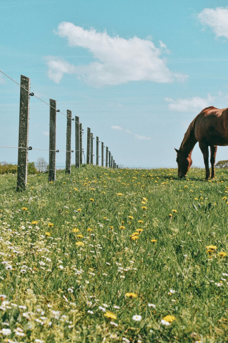 Horse Nutrition