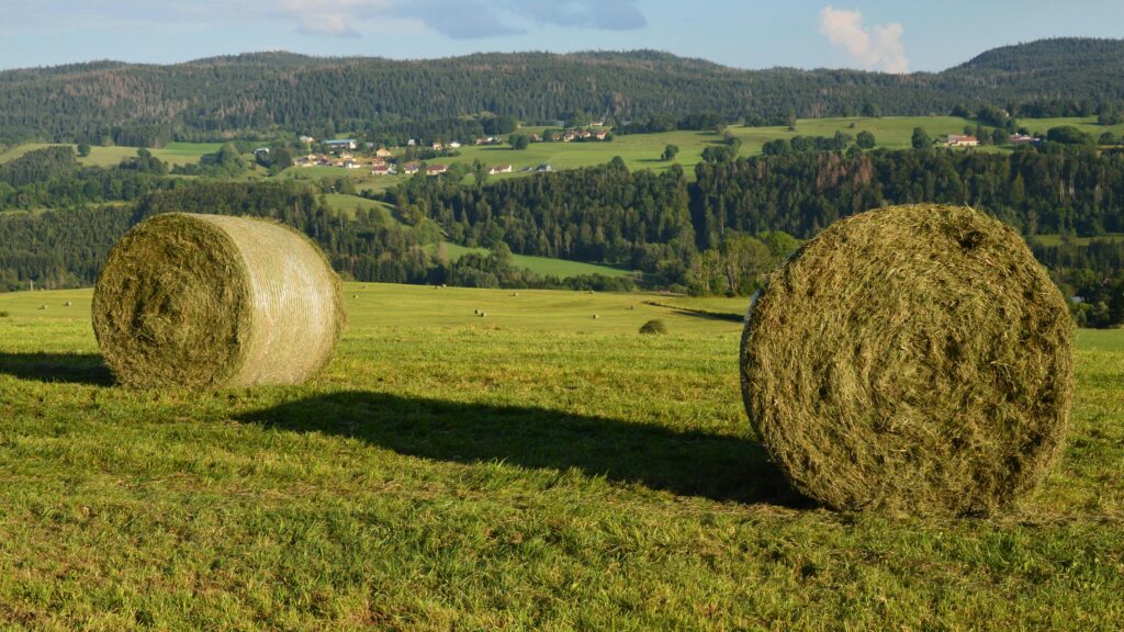 Regenerative Forage and Feeds